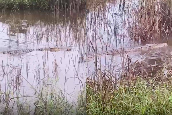 Tangkap layar rakaman video buaya di Kampung Nechang, Tumpat.