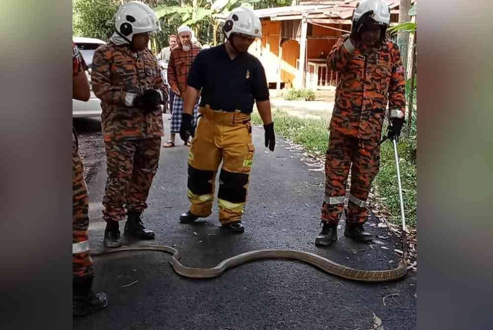 Seorang ibu dan anak lelakinya dikejutkan dengan kemunculan seekor tedung selar sepanjang 4.2 meter di rumah mereka di Kampung Bukit Chengal, Batu Jong, Kuala Krai pada Ahad. Foto JBPM