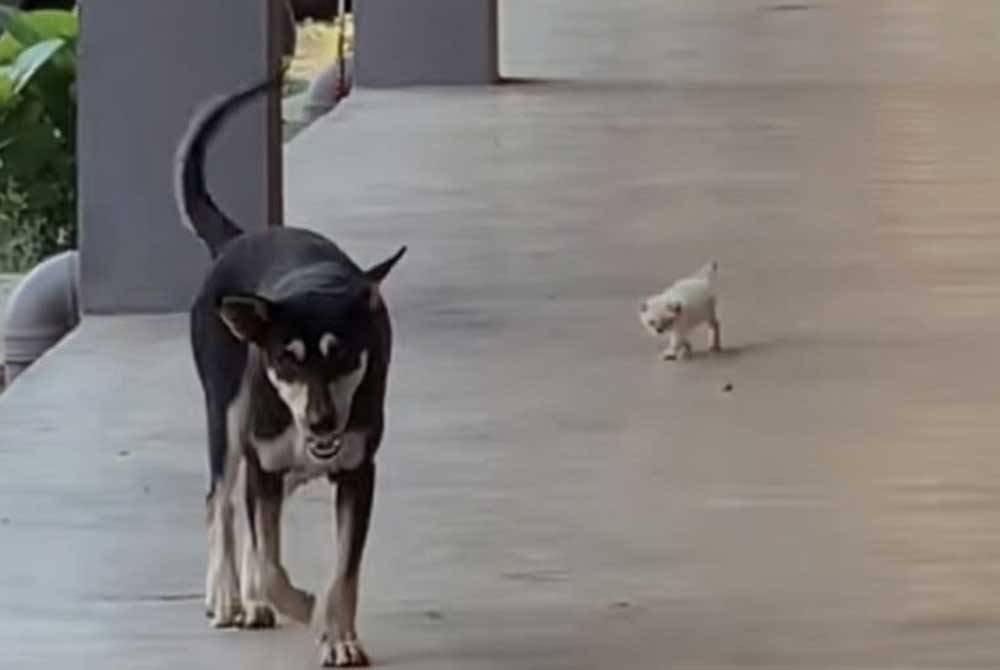 Anjing liar yang diberi nama Kopi mula menjadi tular pada Mac lalu selepas videonya bermain dengan anak kucing terbiar.