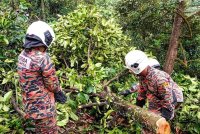 Anggota bomba memotong bahagian pokok untuk mengeluarkan mangsa. Foto ihsan JBPM