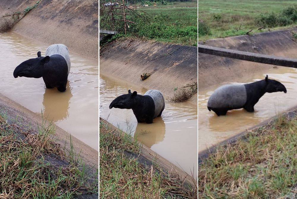 Seekor tapir jantan terperangkap setelah terjatuh ke dalam parit dipenuhi air sebelum diselamatkan Perhilitan Terengganu.