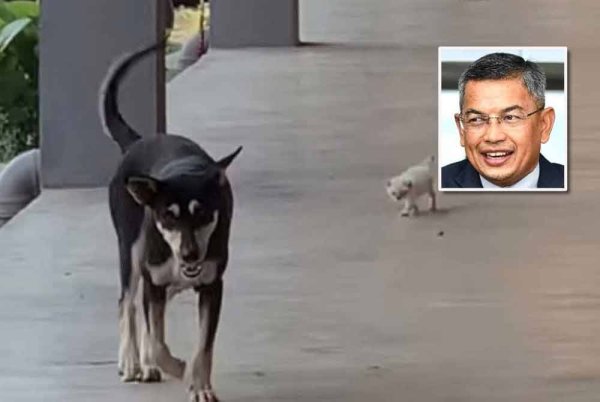 Anjing liar yang diberi nama Kopi mula menjadi tular pada Mac lalu selepas videonya bermain dengan anak kucing terbiar. Gambar kecil: Azman