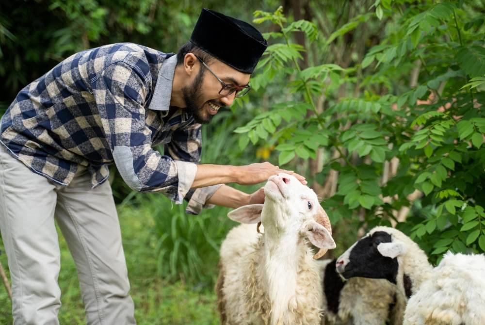 ANTARA amalan makruh ketika sembelihan adalah melakukannya di hadapan haiwan lain. Foto CANVA