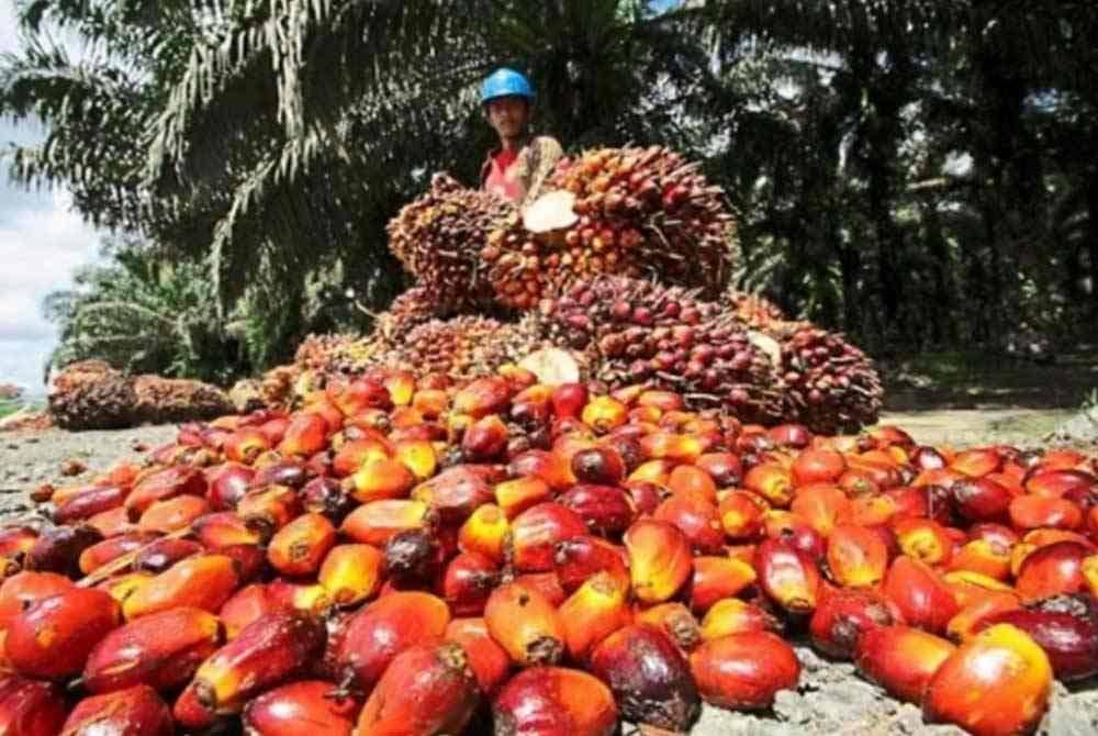 MARC Ratings menjangkakan harga minyak sawit kekal tinggi pada purata RM4,600/tan metrik (MT) pada 2025. Gambar hiasan