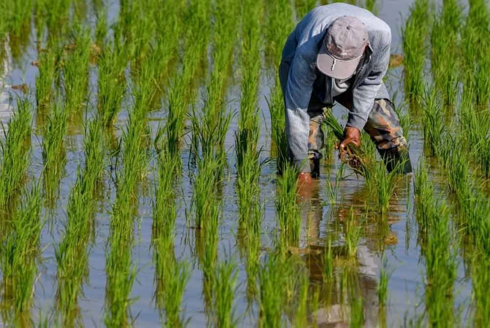 Kerajaan diminta mempermudahkan proses permohonan STTP melibatkan pesawah yang mengalami kerugian dalam tanaman padi. Gambar hiasan