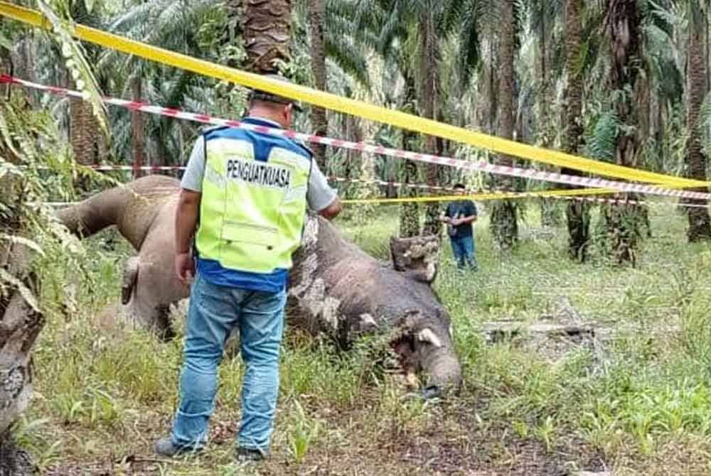 Bangkai gajah ditemui di kawasan ladang di Jalan Silam, Lahad Datu.