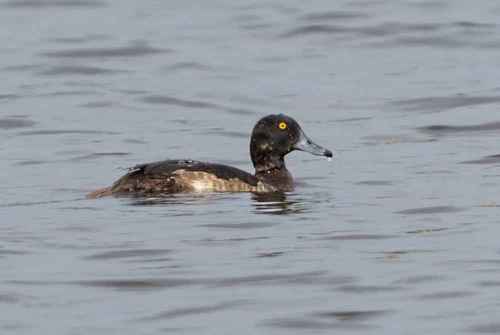 Seekor Itik Jambul atau ‘Tufted Duck’ (Aythya fuligula) yang muncul di tasik Universiti Sultan Zainal Abidin (UniSZA).