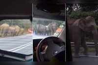 Seekor gajah bertindak agresif dengan menghampiri kereta dinaiki Nurl Nasirah sekeluarga. Foto: Tangkap layar TikTok @iyahhhedree_