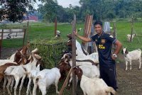 Muhamad Azrean bersama ternakan kambingnya.