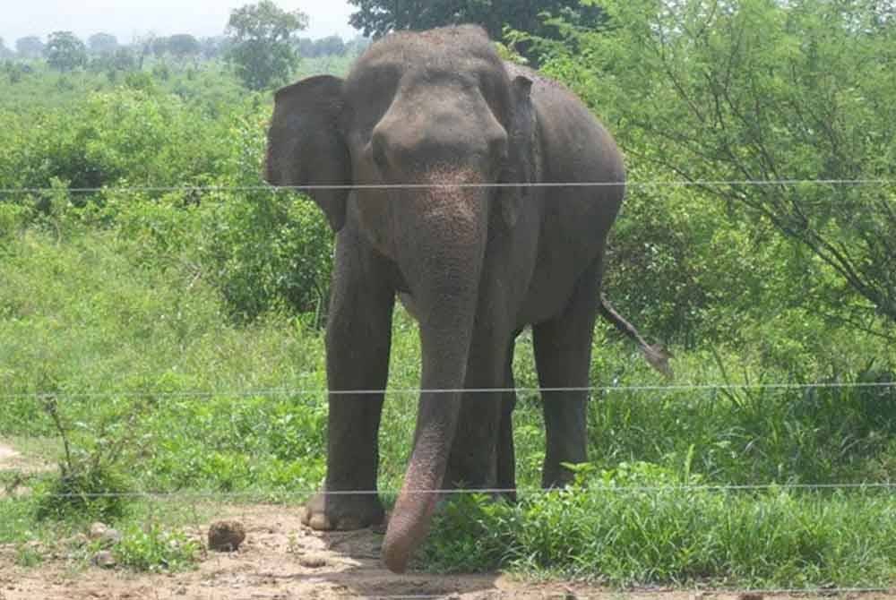 Kira-kira 50 ekor gajah liar terkena renjatan elektrik oleh pagar atau wayar elektrik tahun ini. Gambar hiasan