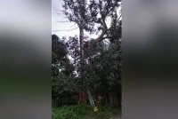 Seorang lelaki gagal turun selepas mengambil dron yang tersangkut atas pokok durian di Kampung Batandok Lubak, Beaufort.