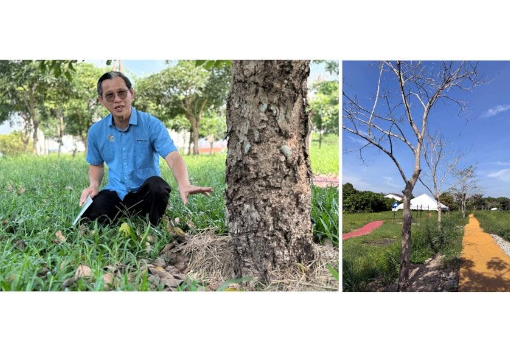 Bernard menunjukkan pokok Tecoma yang mati disyaki diracun di River Trail Kolam Teratai Sungai Rambai. Foto Bernama