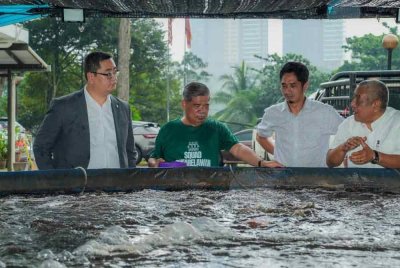 Mohamad (dua dari kiri) menunjukkan ternakan ikan gourami di kediamannya.