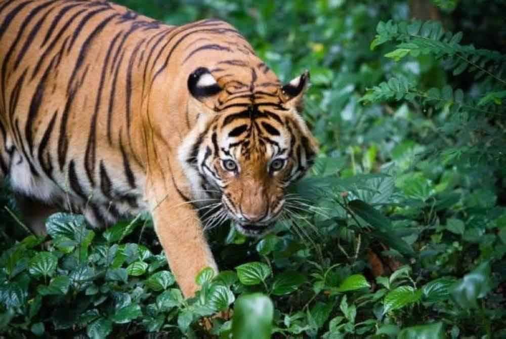 Perhilitan Perak sahkan menerima aduan berhubung serangan harimau belang terhadap lembu ternakan penduduk berhampiran Kampung Orang Asli Sungai Choh. Foto hiasan