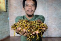 Muhammad Rozali yang bekerja sebagai pemotong rumput berkata menjual serangga kecil itu hampir 10 tahun lalu sebagai pendapatan sampingan untuk menyara keluarga. Foto Bernama