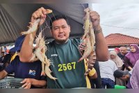 Roszaimee menunjukkan antara udang ako dan udang harimau yang dijual di jeti Kampung Nail, Kuala Besut.