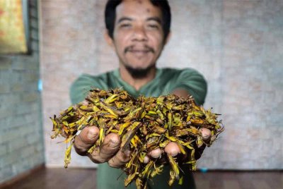 Muhammad Rozali yang bekerja sebagai pemotong rumput berkata menjual serangga kecil itu hampir 10 tahun lalu sebagai pendapatan sampingan untuk menyara keluarga. Foto Bernama