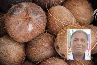 Bekalan kelapa di Pulau Pinang diimport dari Indonesia. Gambar hiasan. Gambar kecil: Jegan