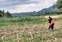 Keadaan pokok jagung Siti Zubaidah kering dan mati selepas ditenggelami banjir