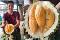 Durian kesep merah menjadi buruan peminat kerana sukar diperolehi. Durian kesep merah Kukup mempunyai isi tebal dan rasa lebih enak dari durian musang king.