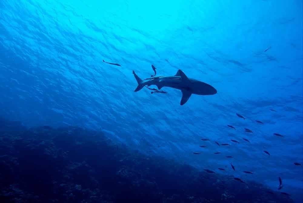 Seorang pelancong maut dalam serangan ikan yu di pusat peranginan Laut Merah Mesir. Gambar hiasan