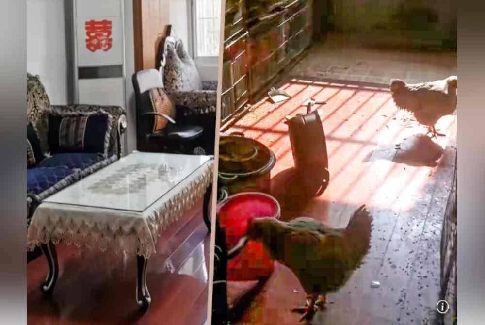 Keadaan rumah sebelum dan selepas dijadikan reban ayam di sebuah apartment di Shanghai, China. Foto Agensi