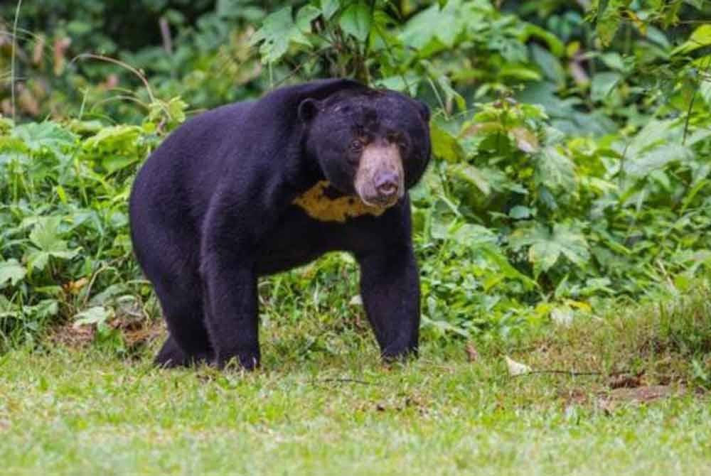 Seekor beruang matahari seberat 100 kilogram berjaya ditangkap. Gambar hiasan