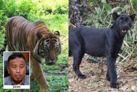 Harimau belang dan kumbang antara spesies harimau di ambang kepupusan atas pelbagai faktor termasuklah pemburuan haram, mangsa jerat dan pembukaan banyak kawasan hutan. Gambar kecil: Abdul Kadir