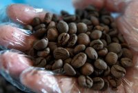 Harga biji kopi Arabica mencecah hampir AS$3.50 satu paun pada Disember 2024, mencatatkan paras tertinggi sejak 1977. Gambar hiasan