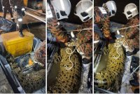 Anggota bomba berjaya menangkap seekor buaya sepanjang dua meter yang ditemukan tersangkut pada jaring ikan di Pulau Ketam, dekat sini malam tadi. Foto Bomba Selangor