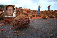 Sarawak memerlukan lebih 800,000 pekerja di ladang kelapa sawit di seluruh negeri. - Foto 123RF (Gambar kecil: Stephen Rundi Utom)