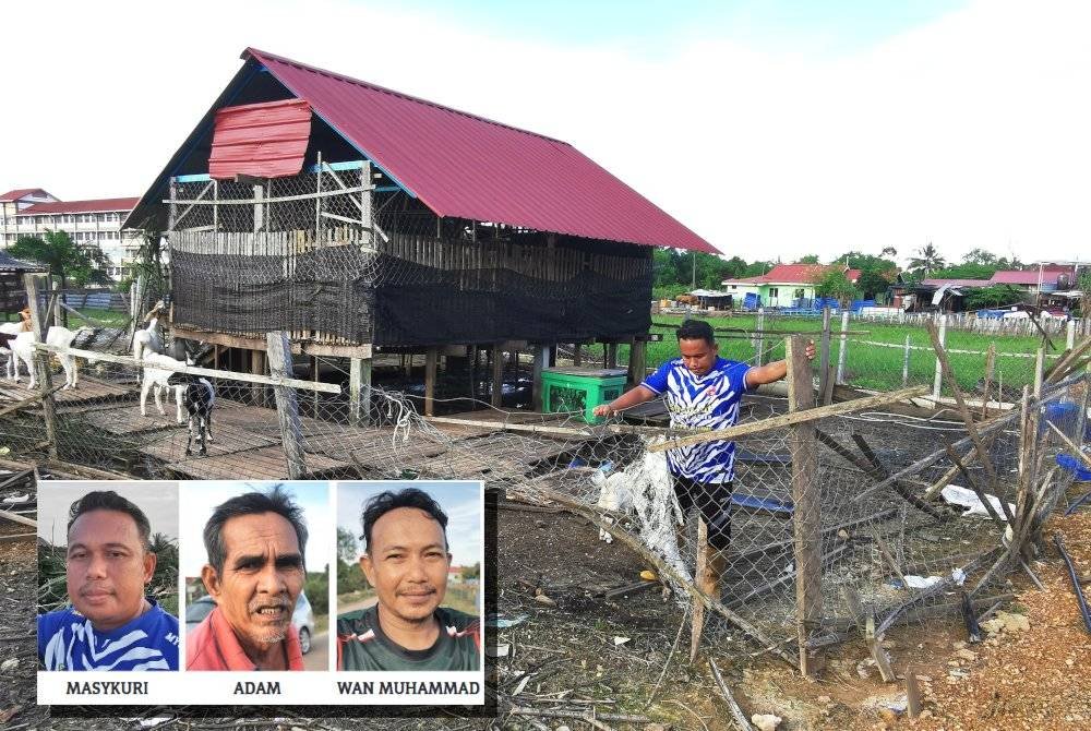 Masykuri menunjukkan lubang yang digali anjing liar untuk masuk ke kandang kambingnya. (Gambar kecil: Masykuri, Adam, Wan Muhammad)