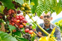 Mohd Zulfadzli meninjau keadaan buah kopi yang terhasil di kawasan ladang KEDA Agrobiz Sik Kedah.