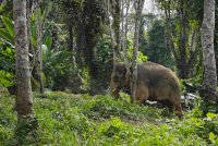 Gajah liar yang ditangkap di Kampung Pulai, Gua Musang.