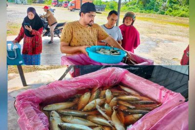 Antara orang ramai yang tidak melepaskan peluang membeli ikan pelaling. Ikan pelaling yang dijual lebih dari pasaran dengan harga RM5 sekilogram.