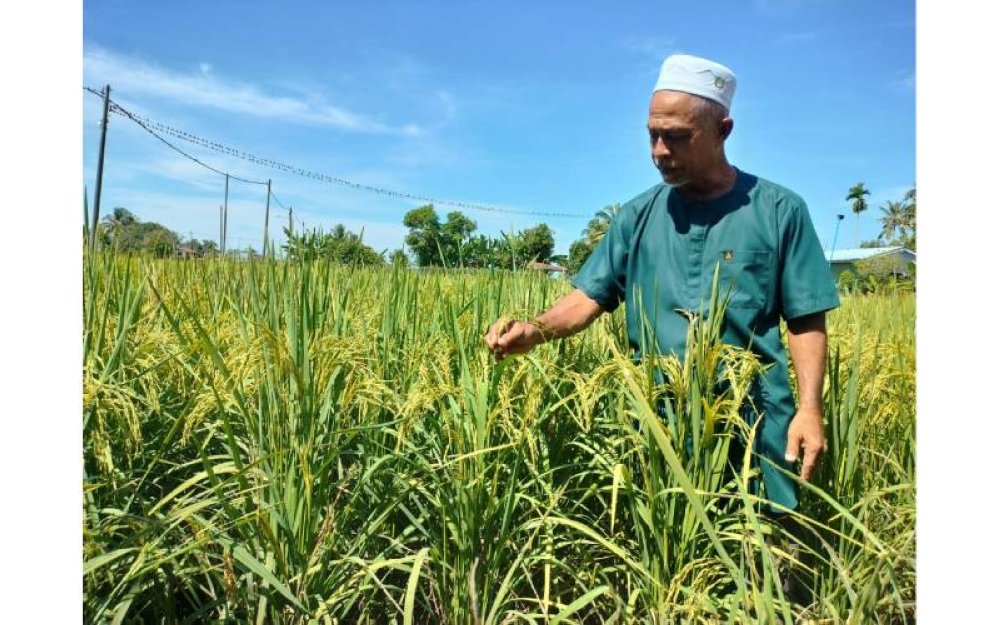 Seorang pesawah, Mohd Nasir Osman menunjukkan hasil padi yang ditanam di Kampung Tok Sora, Merbok, Kedah.