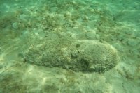 Sebuah objek yang ditemui di perairan Pulau Sibuan pada 7 Jan lepas dikenal pasti sebagai bom lama atau unexploded ordnance (UXO) tinggalan Perang Dunia Kedua. Foto Facebook Tentera Laut Diraja Malaysia