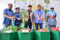 Mohamad (dua dari kanan) dan Muhamad Khairil (tengah) menunjukkan proses sebelum bawang itu dijual di pasaran. 