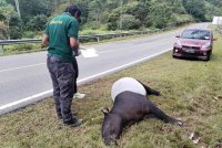 Pihak Perhilitan sedang memeriksa seekor tapir yang mati dipercayai dilanggar kenderaan berdekatan Kampung Jeram Bungor, Lipis. - FOTO: Pembaca