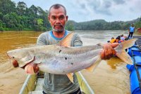 Mohamad Syukri bersama ikan patin buah yang berjaya dinaikkannya dari Sungai Jelai, Lipis pada Selasa. Foto ihsan Mohamad Syukri