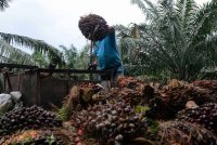 Kerajaan sedia mempertimbang membuka permohonan bagi pengambilan pekerja asing khusus untuk sektor perladangan kelapa sawit. Gambar hiasan