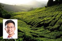 Suhu di Cameron Highlands ketika ini sejuk daripada biasa susulan keadaan cuaca mendung dan hujan yang kerap berlaku di kawasan pusat peranginan itu. Foto 123rf. Gambar kecil: Chi Yang