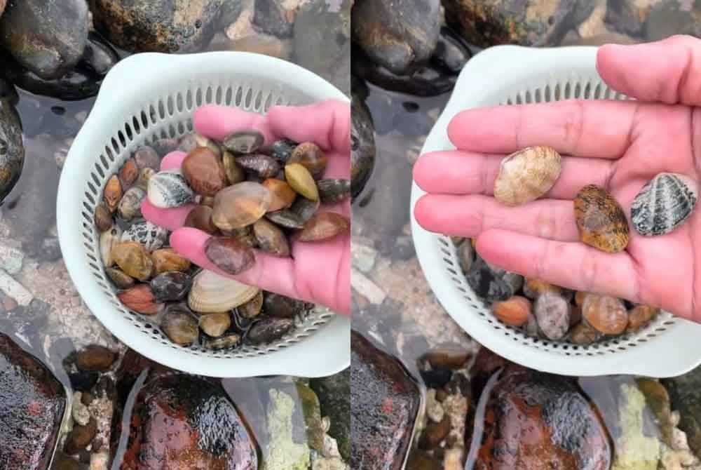 Putus bekalan makanan, kirip 'penyelamat' penduduk Pulau Tioman