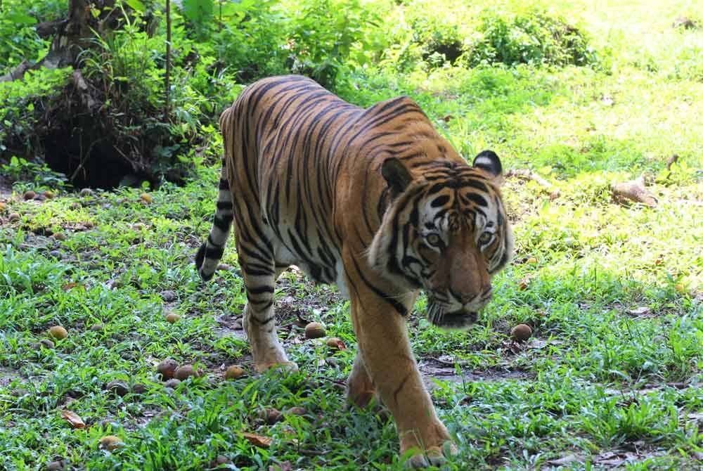 Perangkap 'Pak Belang' dipasang di Kampung Kolam