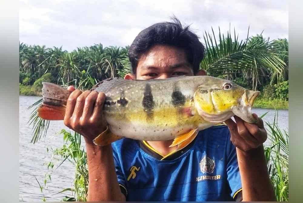 Tunggu lampam, dapat peacock bass di Empangan Kelau