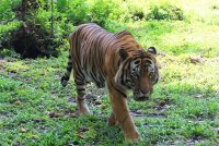 Perhilitan Perak sahkan terima aduan berhubung serangan harimau belang di kawasan berhampiran Kampung Kolam, Tanjung Rambutan. Gambar hiasan