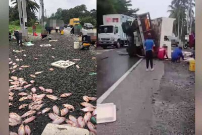 Orang ramai mengutip udang dan ikan yang bertaburan di tepi jalan raya selepas sebuah lori terbalik dalam kemalangan di Jalan Kota Tinggi-Mersing sebelum simpang Felda Mawai pada pagi Rabu. - Foto tular