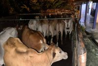 PGA berjaya menumpaskan kegiatan penyeludupan 10 ekor lembu selepas menahan sebuah lori dipandu seorang lelaki di Kampung Belukar, Jalan Kota Bharu-Pengkalan Kubor, Tumpat pada Isnin. - Foto: PGA