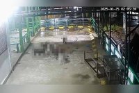 Sekumpulan anjing liar menyerang mangsa wanita hingga maut di kawasan Terminal Bas Kunak.