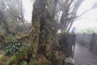 TER Mossy Forest, Cameron Highlands sudah dibuka semula pada Selasa selepas 20 hari ditutup susulan kejadian tanah runtuh di kawasan terbabit. Foto JPNP